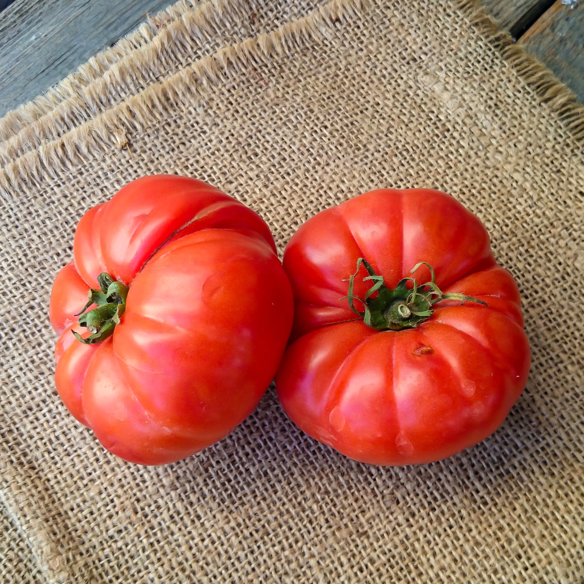 Bakker Marmande tomate à gros fruits sachet 75 graines