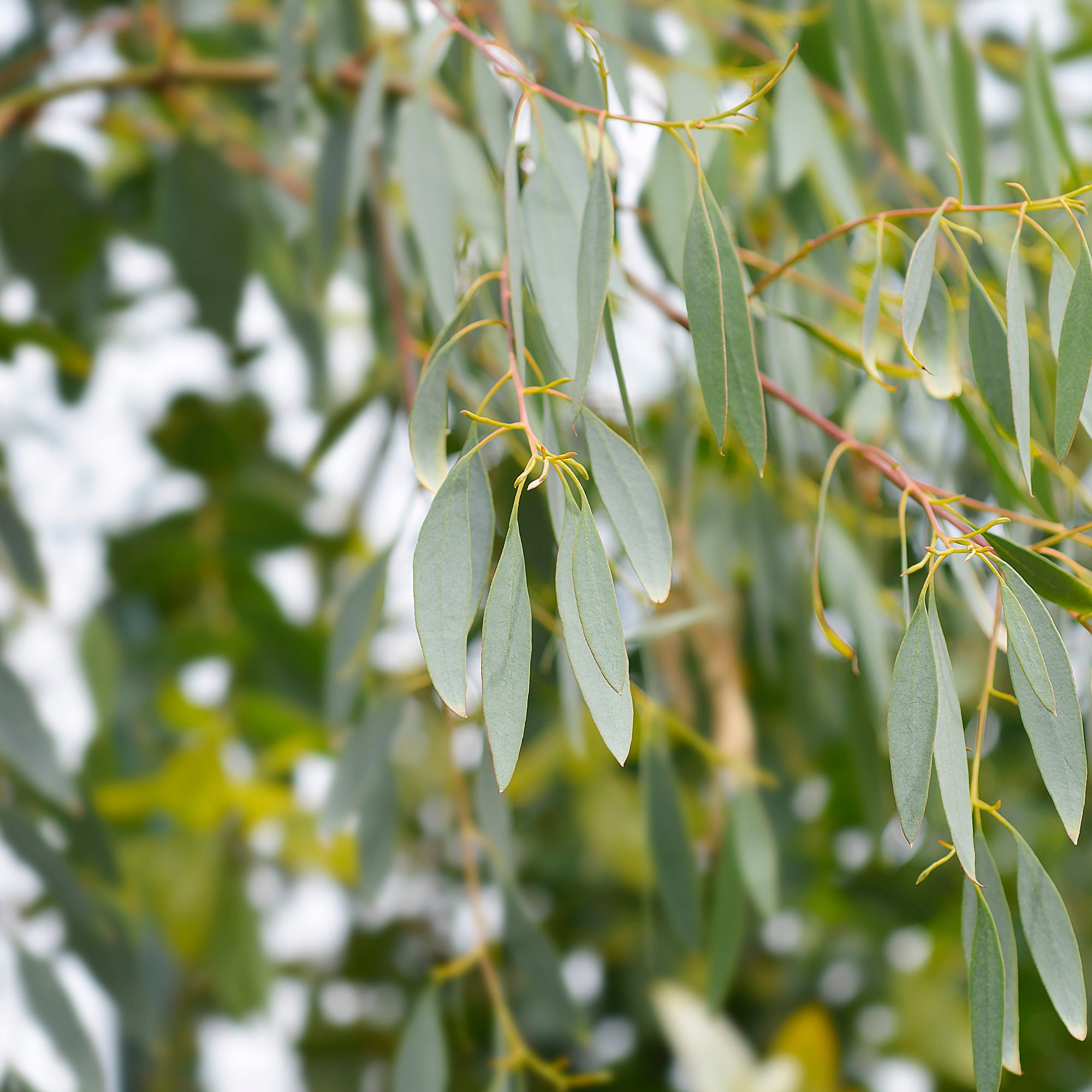 Bakker Eucalyptus gunnii arbre persistant pot 1.5L 70-90cm rustique