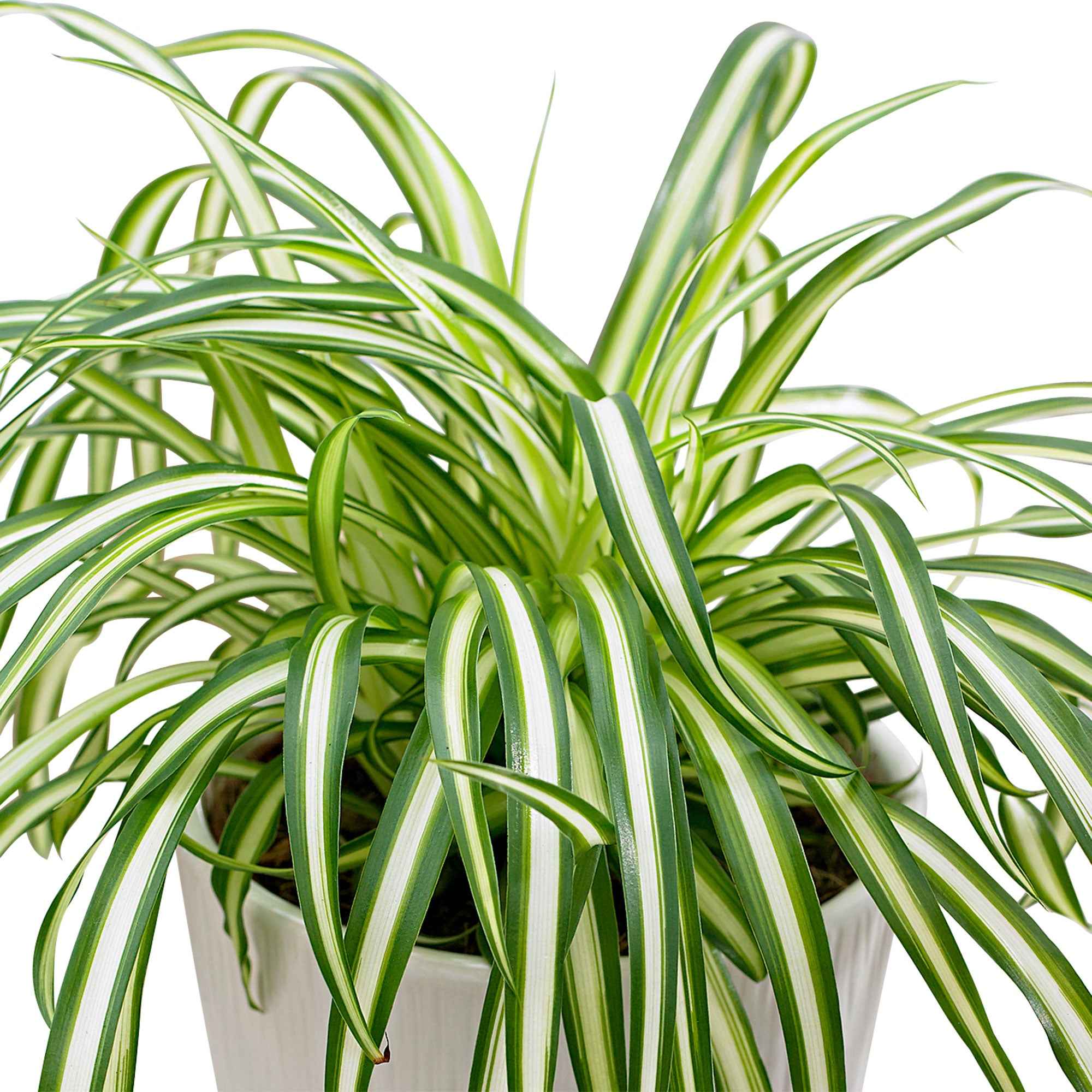 Bakker Chlorophytum Atlantic pot Ø 12cm plante araignée