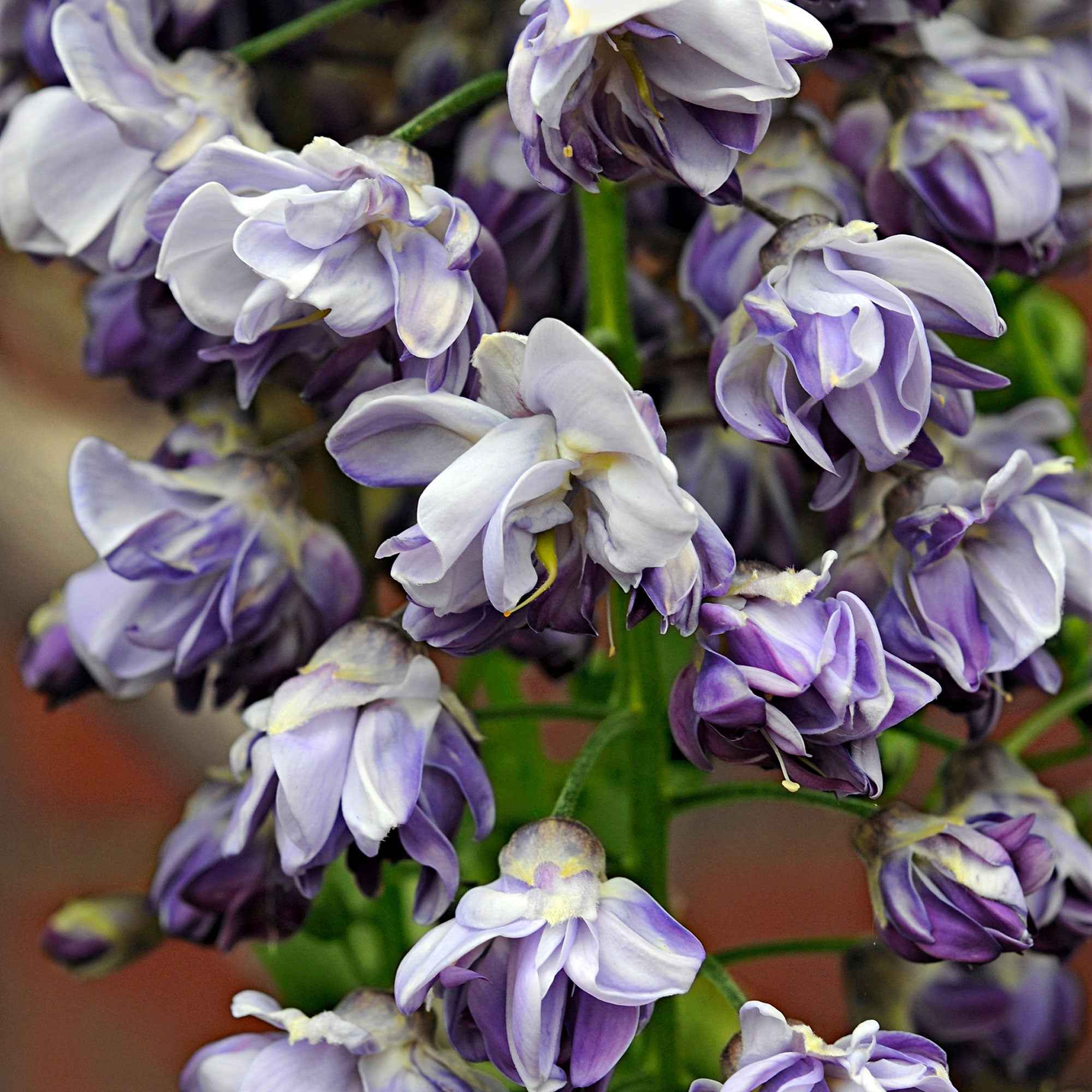 Bakker Glycine Japon Black Dragon grimpante pot 2L