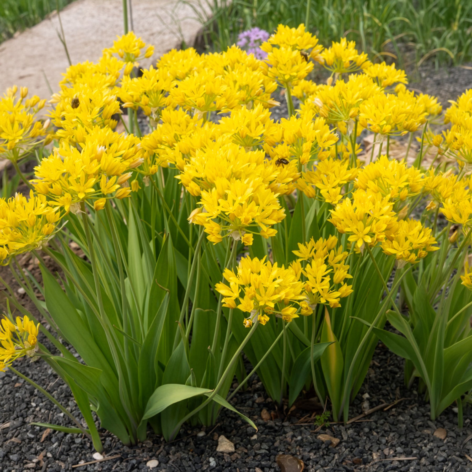Bakker Allium doré bulbes sachet 50 bulbes jaune 25cm