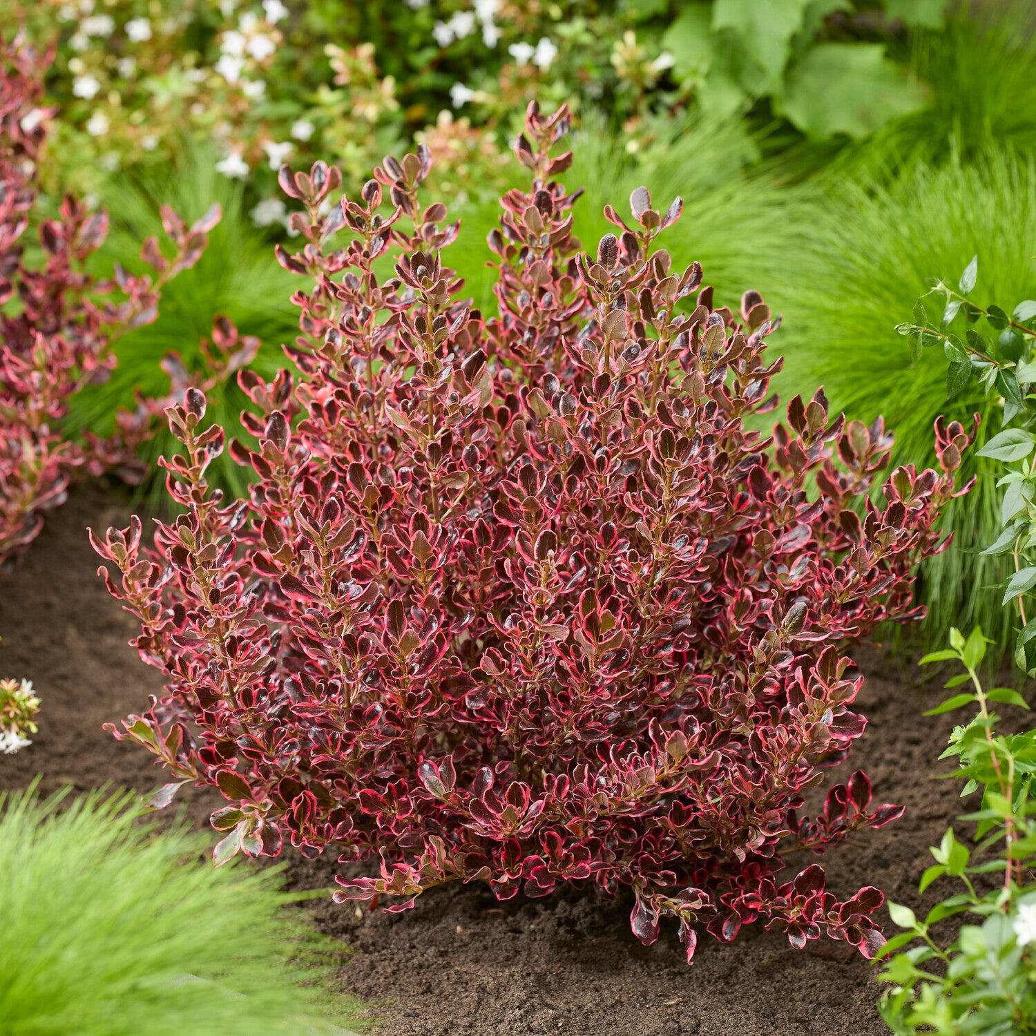 Bakker Coprosma repens Eclipse arbuste pot Ø9cm persistant