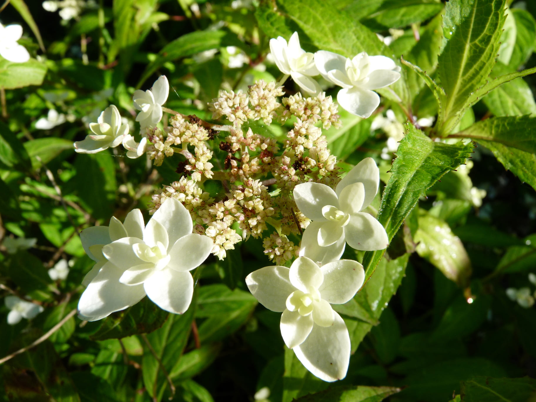 Les Hortensias du Haut Bois Shirotae hortensia serrata
