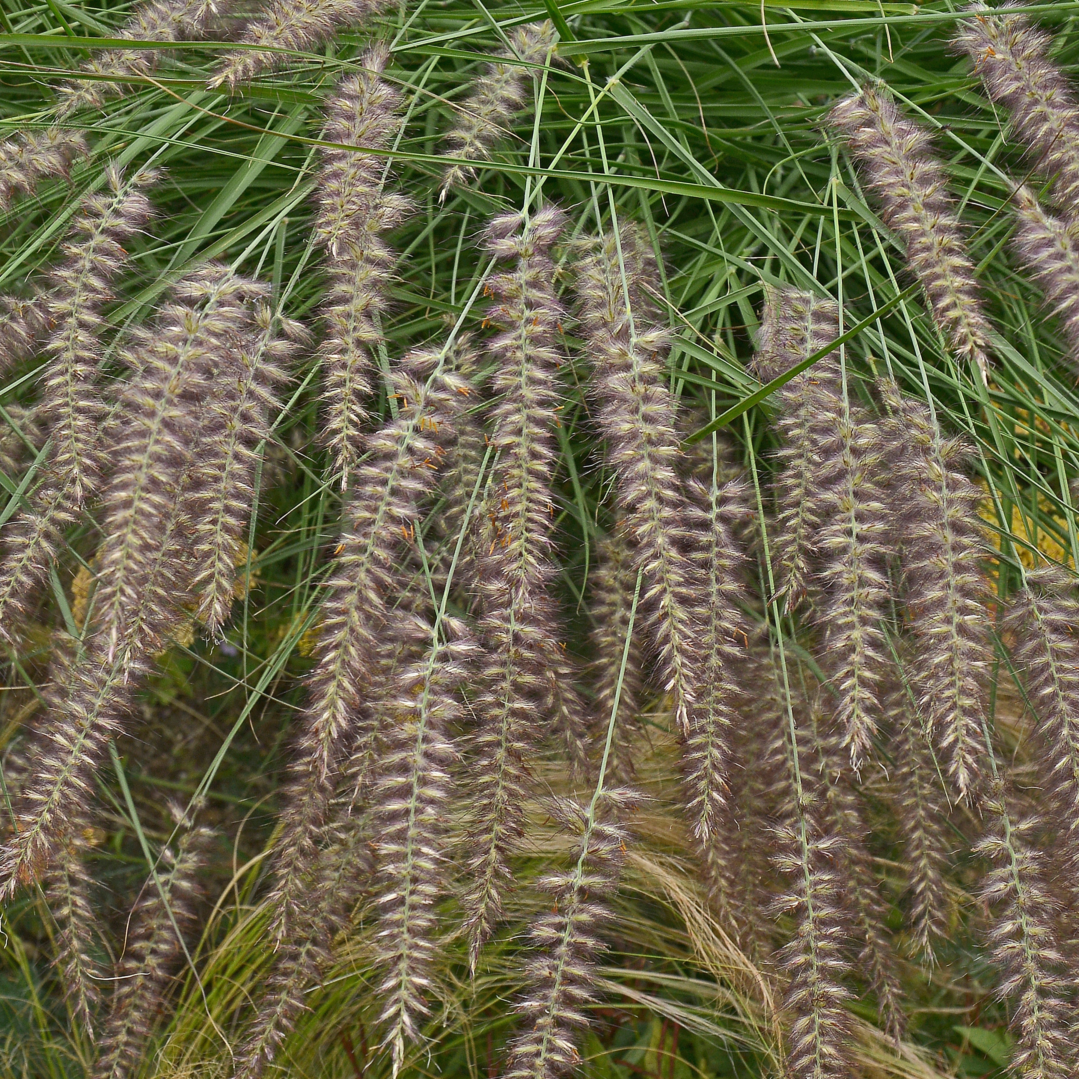Bakker Plantes Pennisetum orientale pot 8cm graminée rose