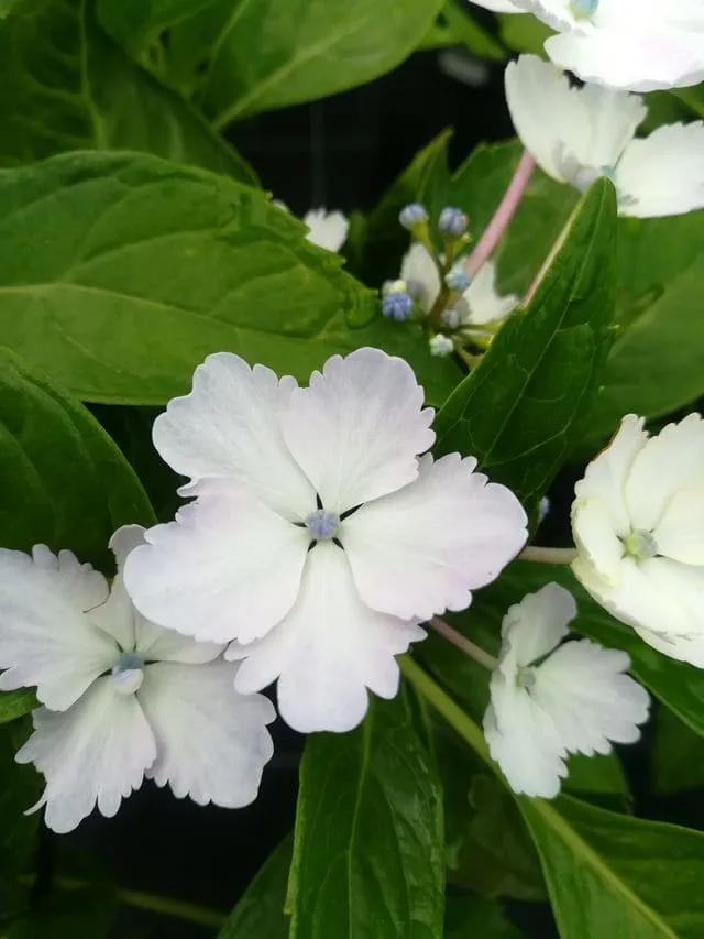 Les Hortensias du Haut Bois Mikamba hortensia fleurs plates godet
