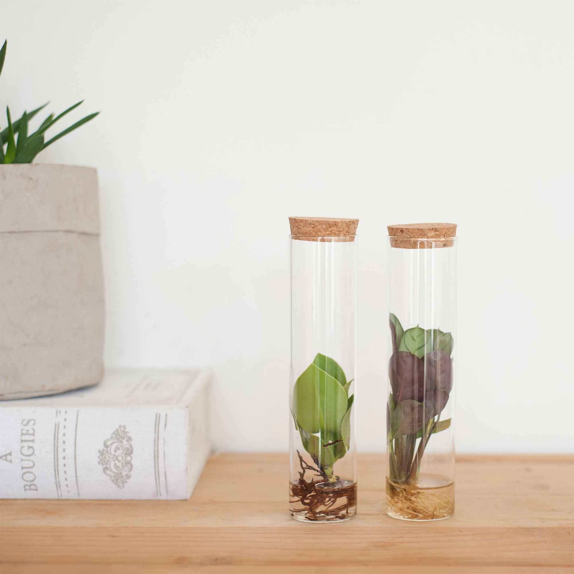 Bakker Collection 2 plantes hydroponiques tubes verre déco