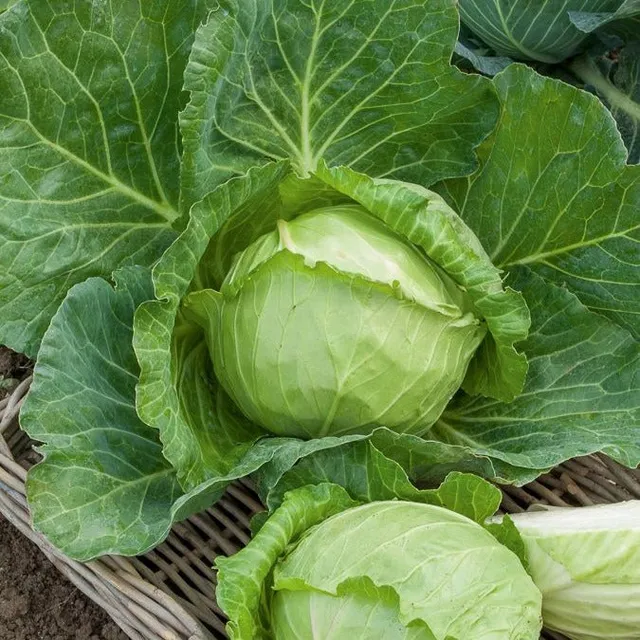 Bakker Nantais hâtif chou cabus sachet 3g précoce