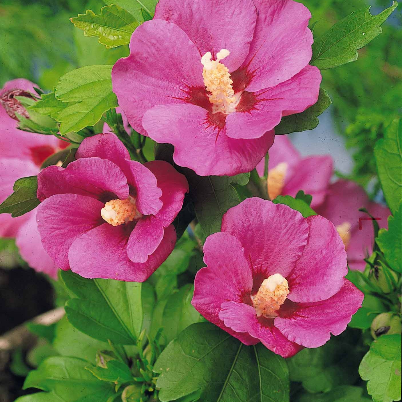 Bakker Arbustes Hibiscus jardin sur tige 2 mottes 60-70cm