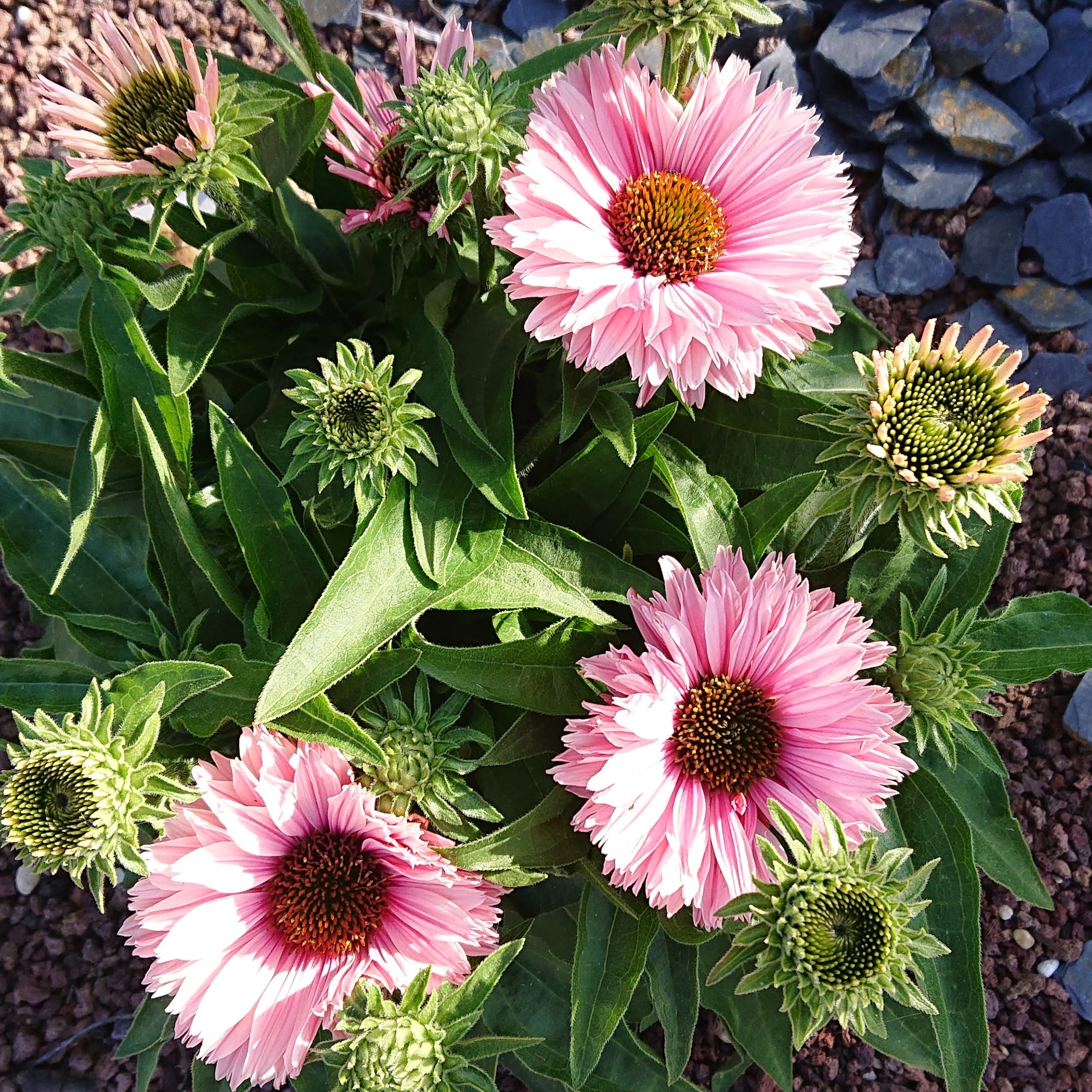 Echinacea Sunseeker Salmon échinacée pot 1 L rose saumon