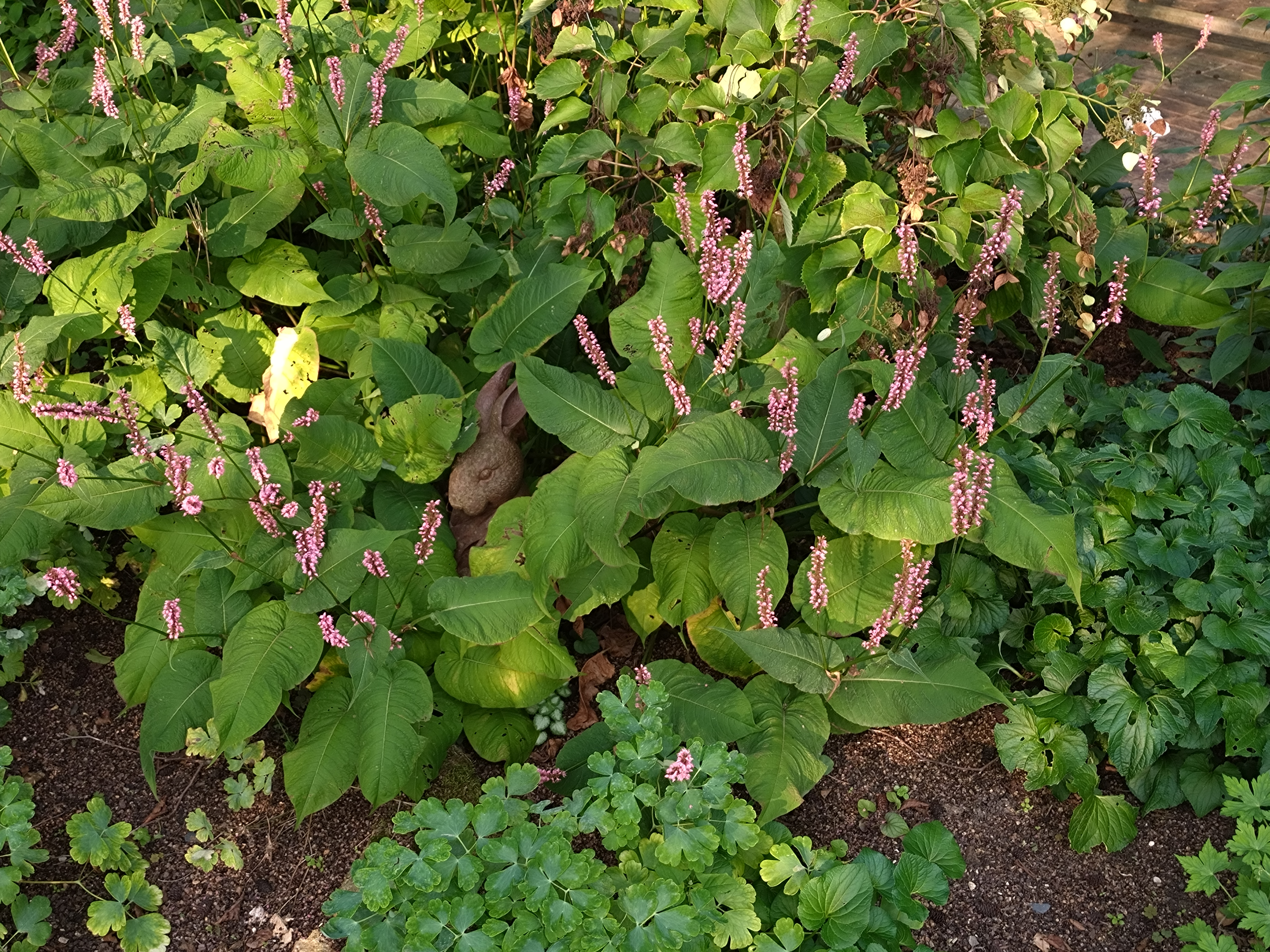 Passion Vivaces Persicaria amplexicaulis Betty Brandt plante rose godet