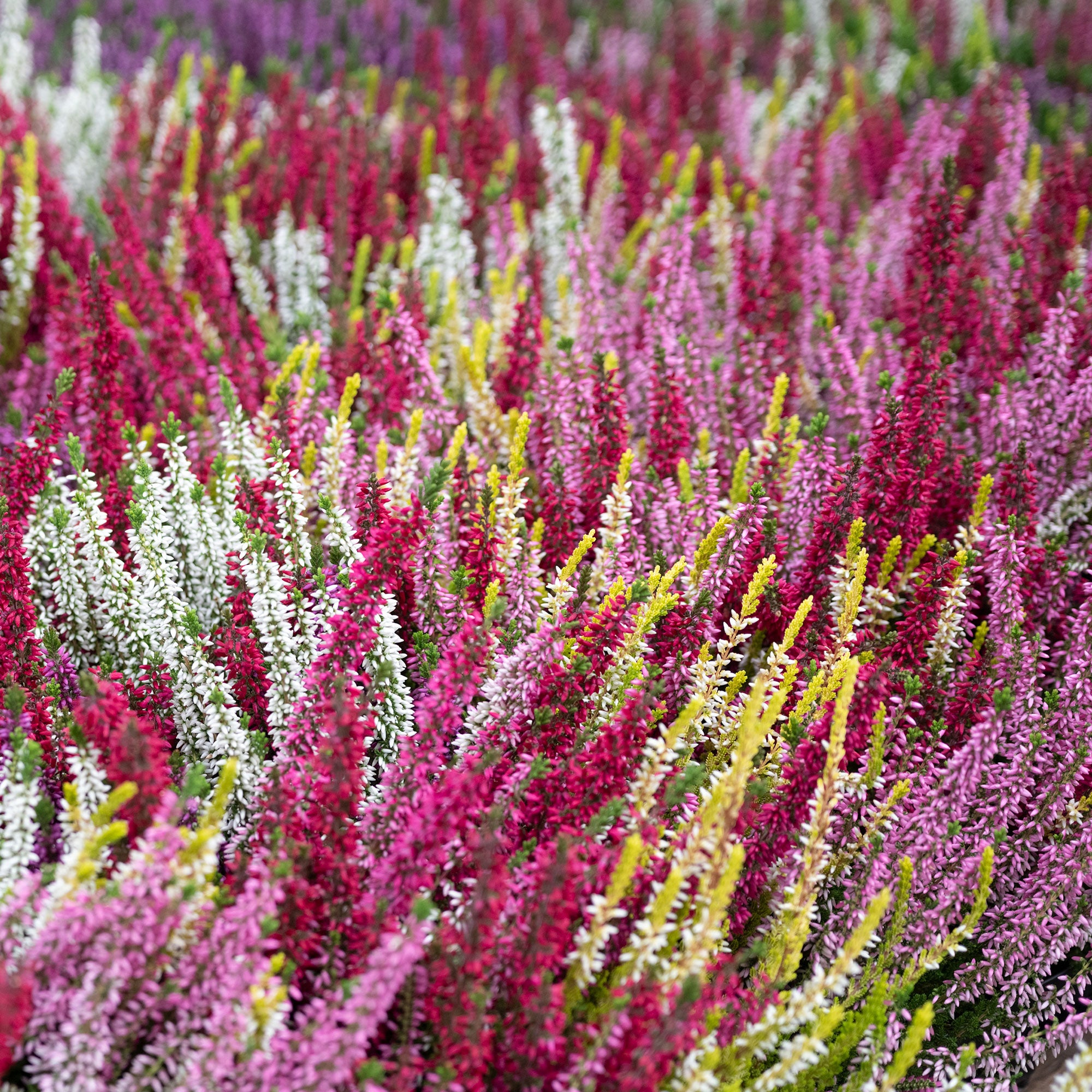 Bakker 6 Bruyères d'été mélange pots Ø9cm