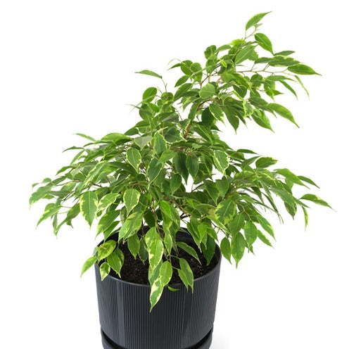 Bakker Ficus benjamina Anastasia plante pot 17cm 60-80cm