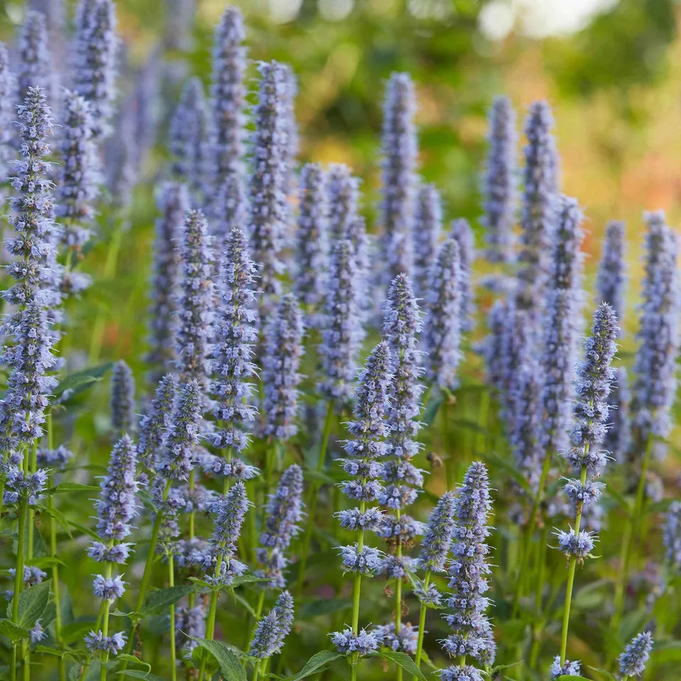 Bakker Agastache Blue Fortune plante vivace pot Ø9cm lot de 2 violet