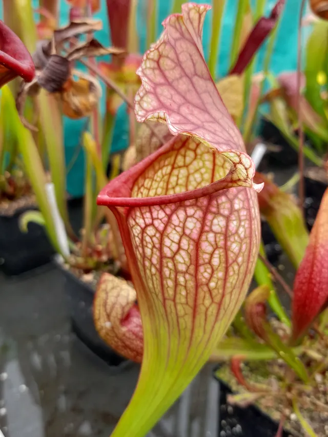 Carniflore Sarracenia x mitchelliana plante carnivore adulte 1 pied