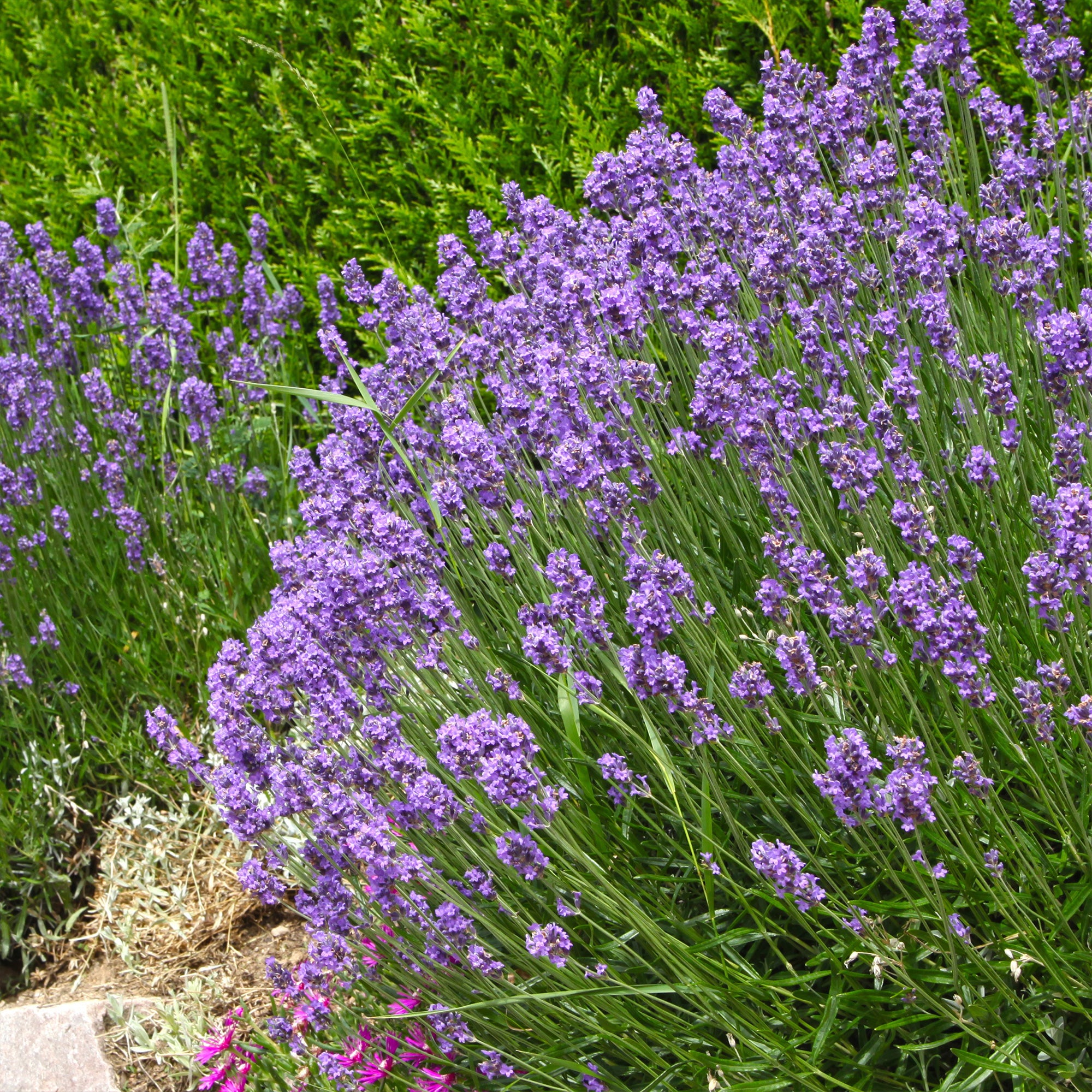 Bakker Lavande de Grasse Grosso lavande pot 8cm violet