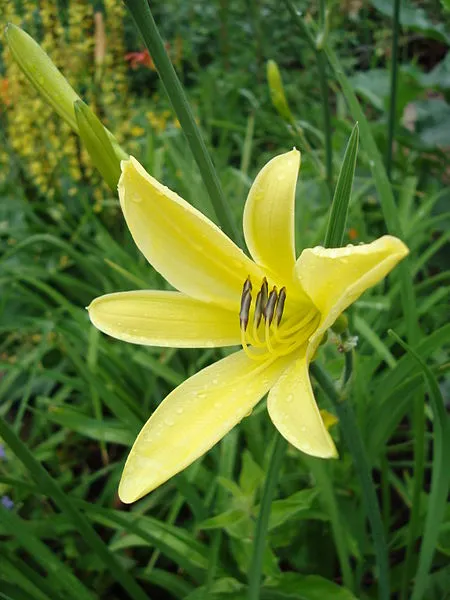 Passion Vivaces Hemerocallis citrina plante vivace pot 1L parfumée