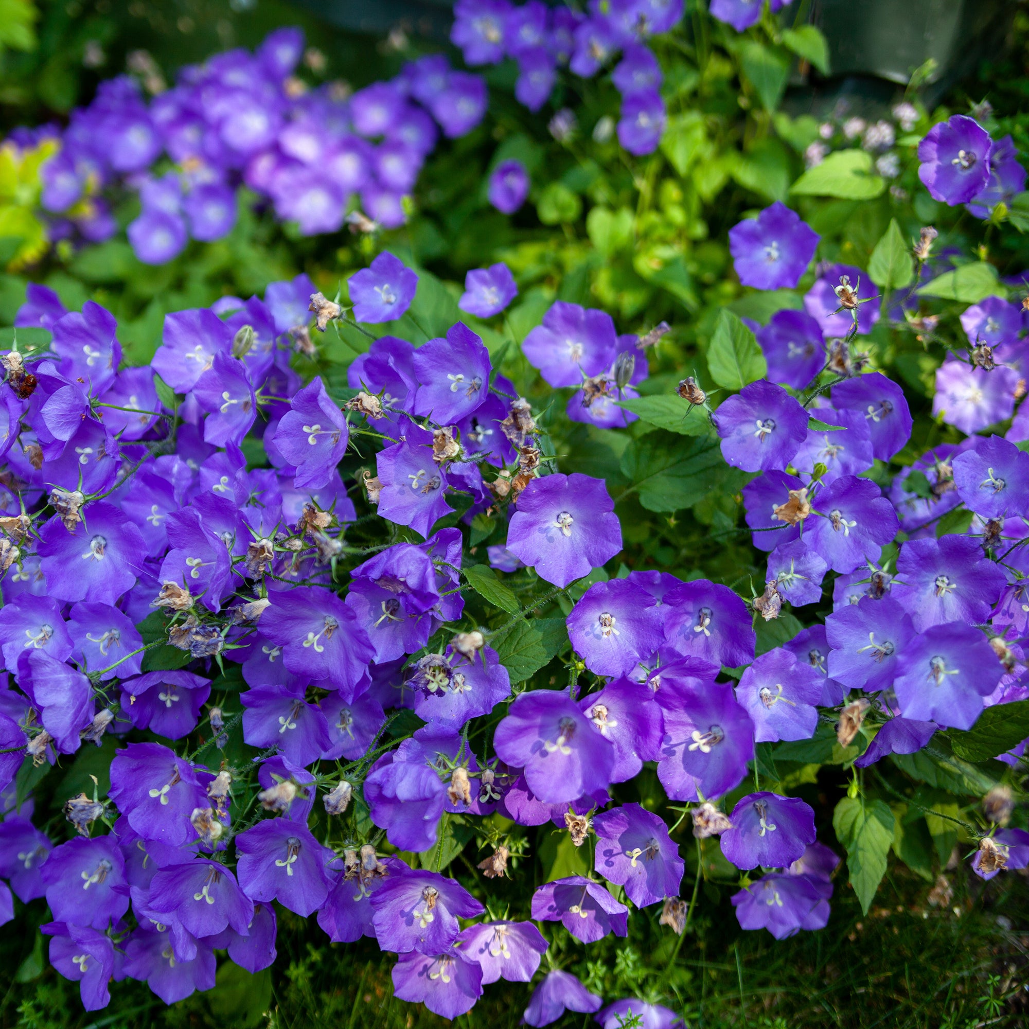 Bakker Plantes vivaces Blaue Clips campanule pot 9cm violette