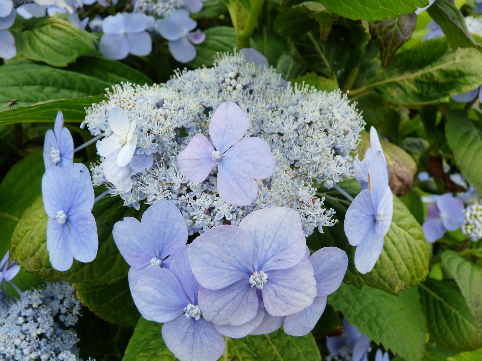 Les Hortensias du Haut Bois Ezo duoduma hortensia serrata godet