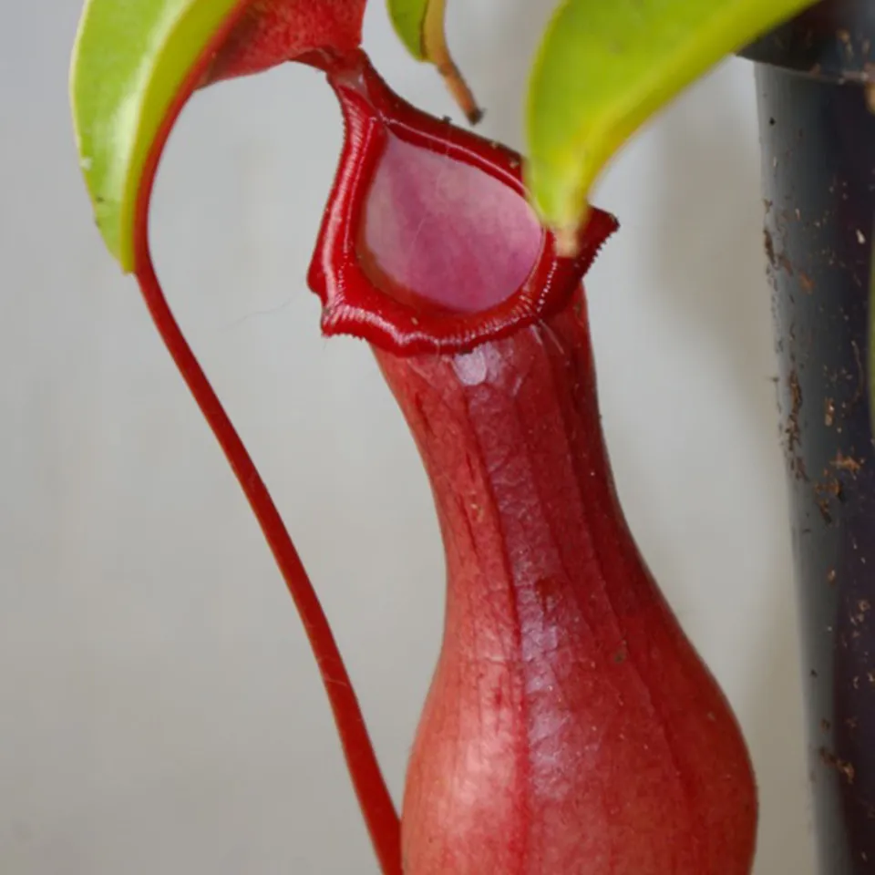 Carniflore Nepenthes ventrata plante carnivore semi-adulte pot 9cm