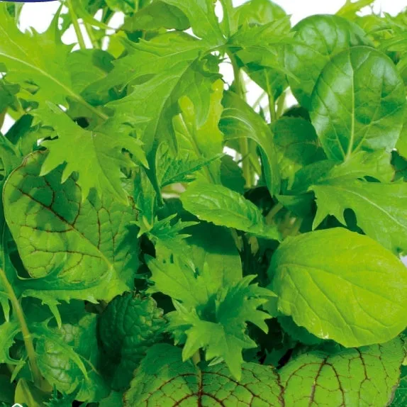 Bakker Misticanza di Lattughe laitues sachet 2g mélange