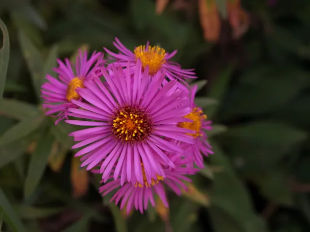 Passion Vivaces Aster novae-angliae Wineflower plante godet vin