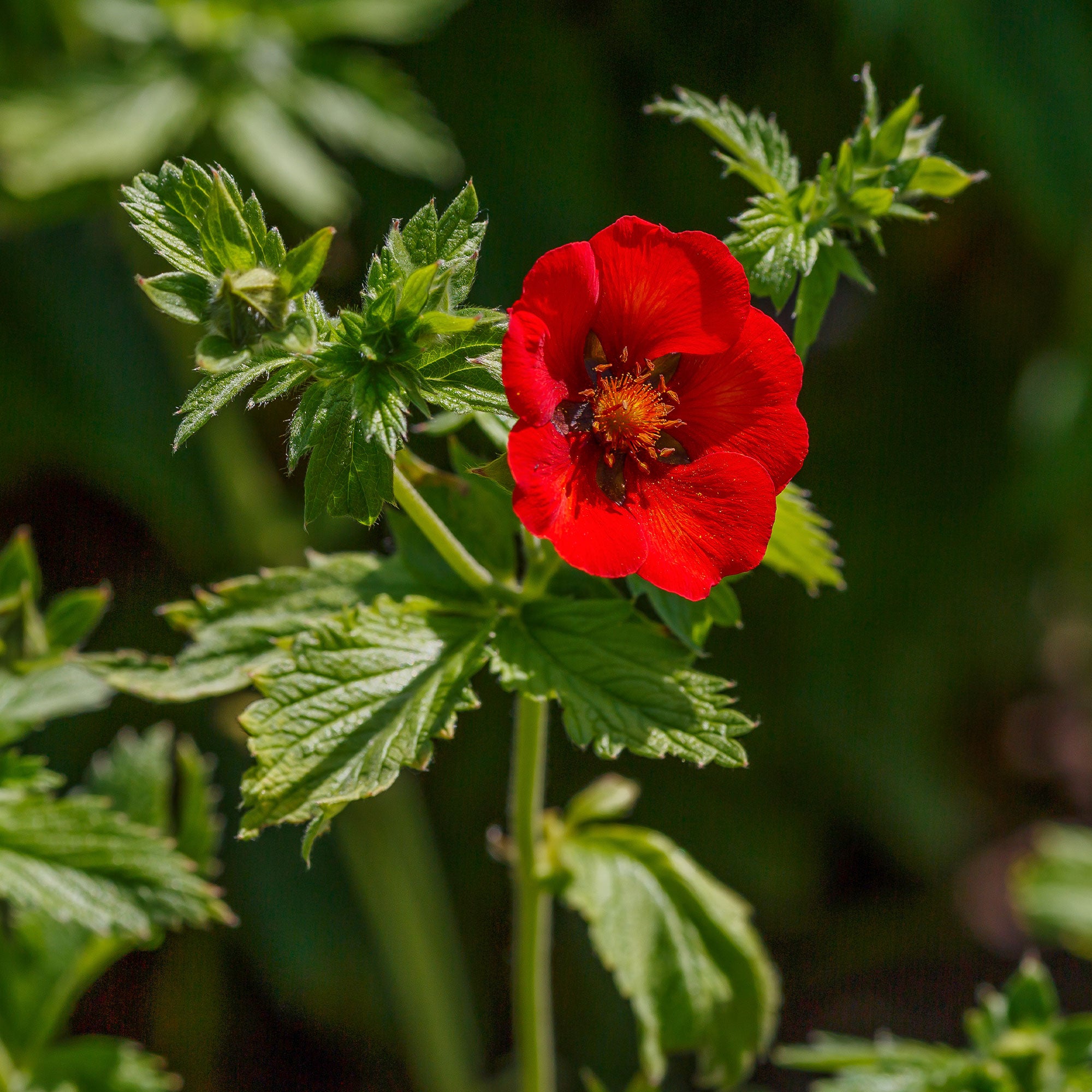Bakker Potentille sanguine Potentilla vivace pot 8cm rouge