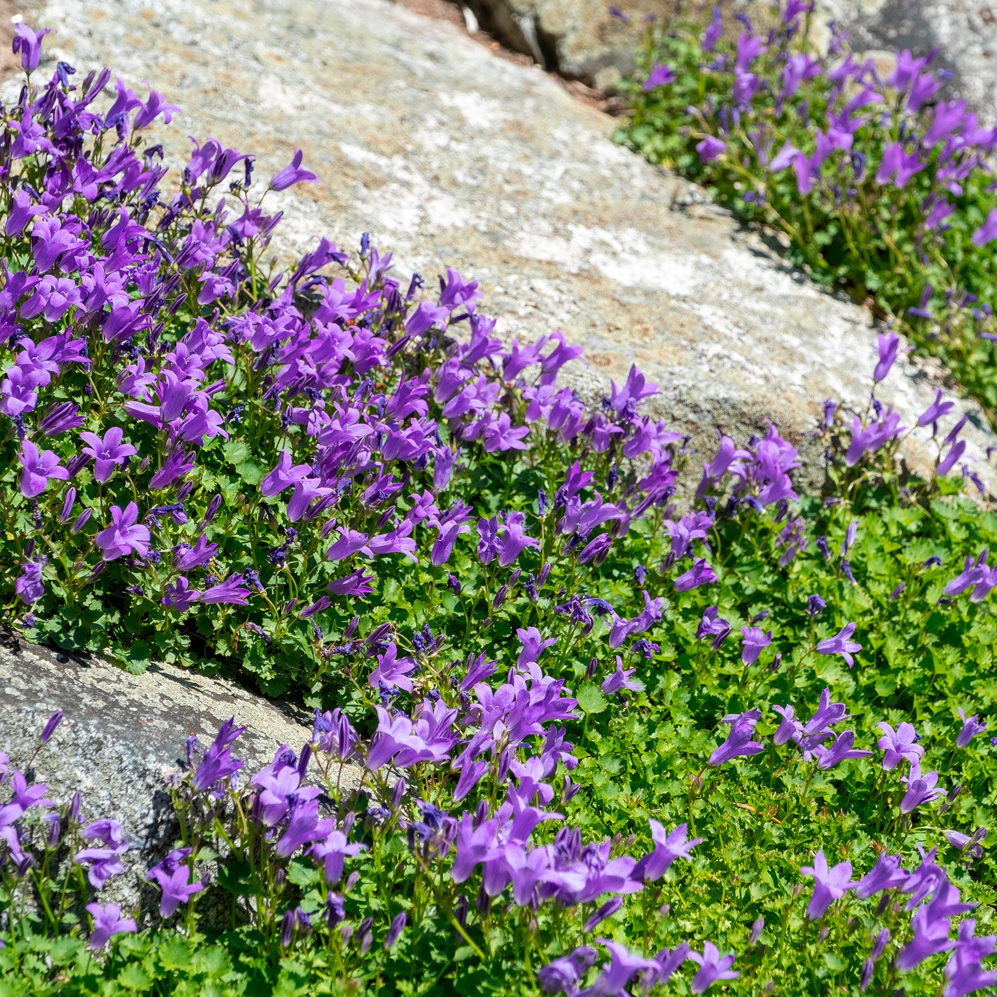 Bakker Campanule des murailles pot 9cm fleur violette couvre-sol