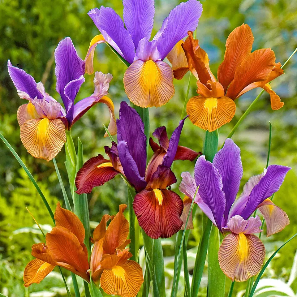 Bakker Iris Hollande Tiger bulbes sachet 40 veiné