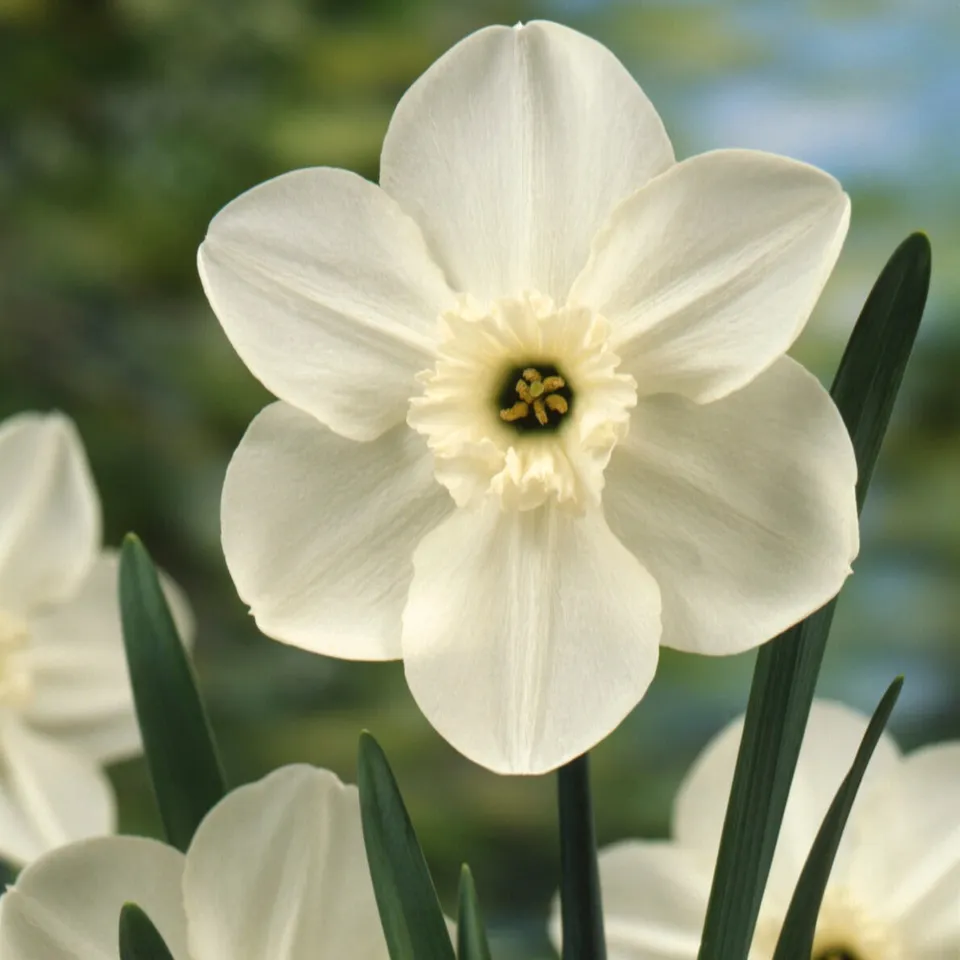 Bakker Narcisse Princess Zaide bulbe blanc double lot 5