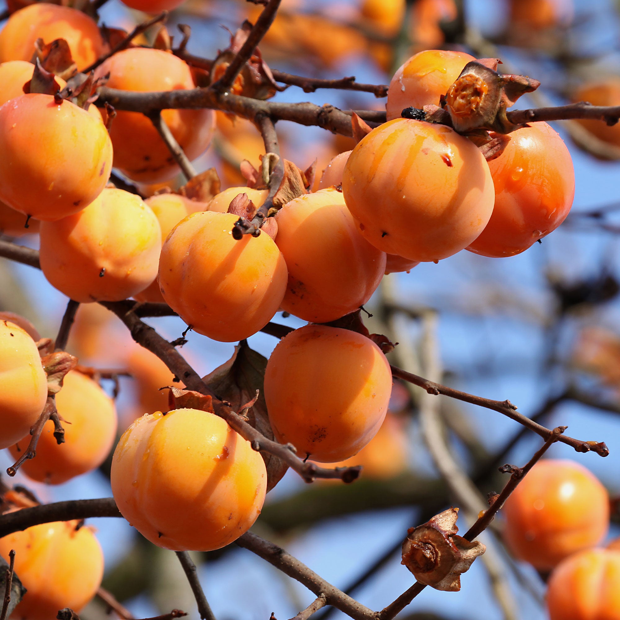 Bakker Kaki Tipo arbre fruitier pot 3L 50-80cm fruits orange