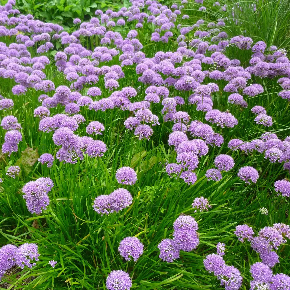 Bakker Millenium ail d'ornement vivace pot Ø9cm violet