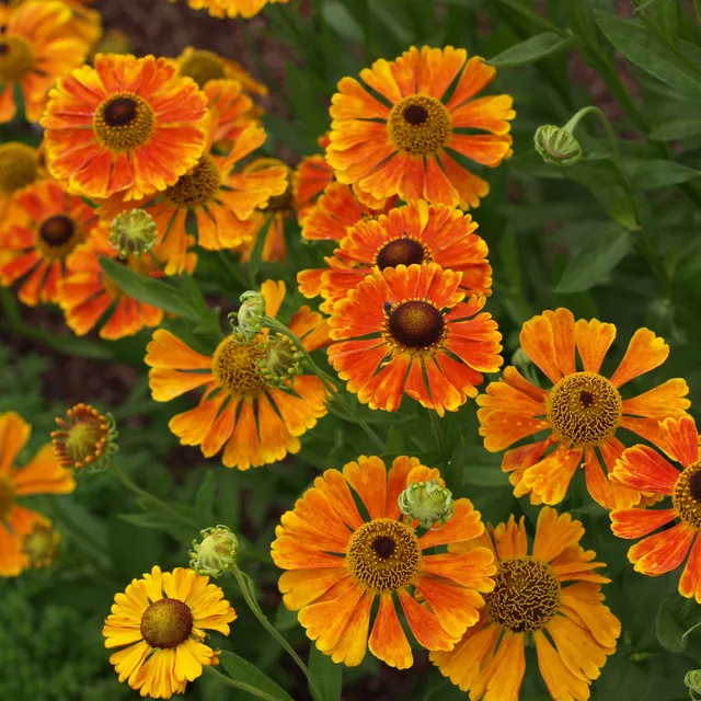 Passion Vivaces Helenium vivace godet fleurs d’été cuivrées