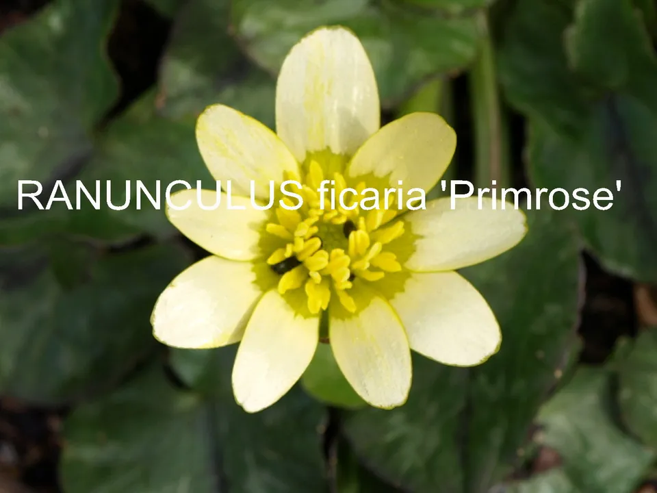 Passion Vivaces Ranunculus Primrose plante vivace godet jaune citron