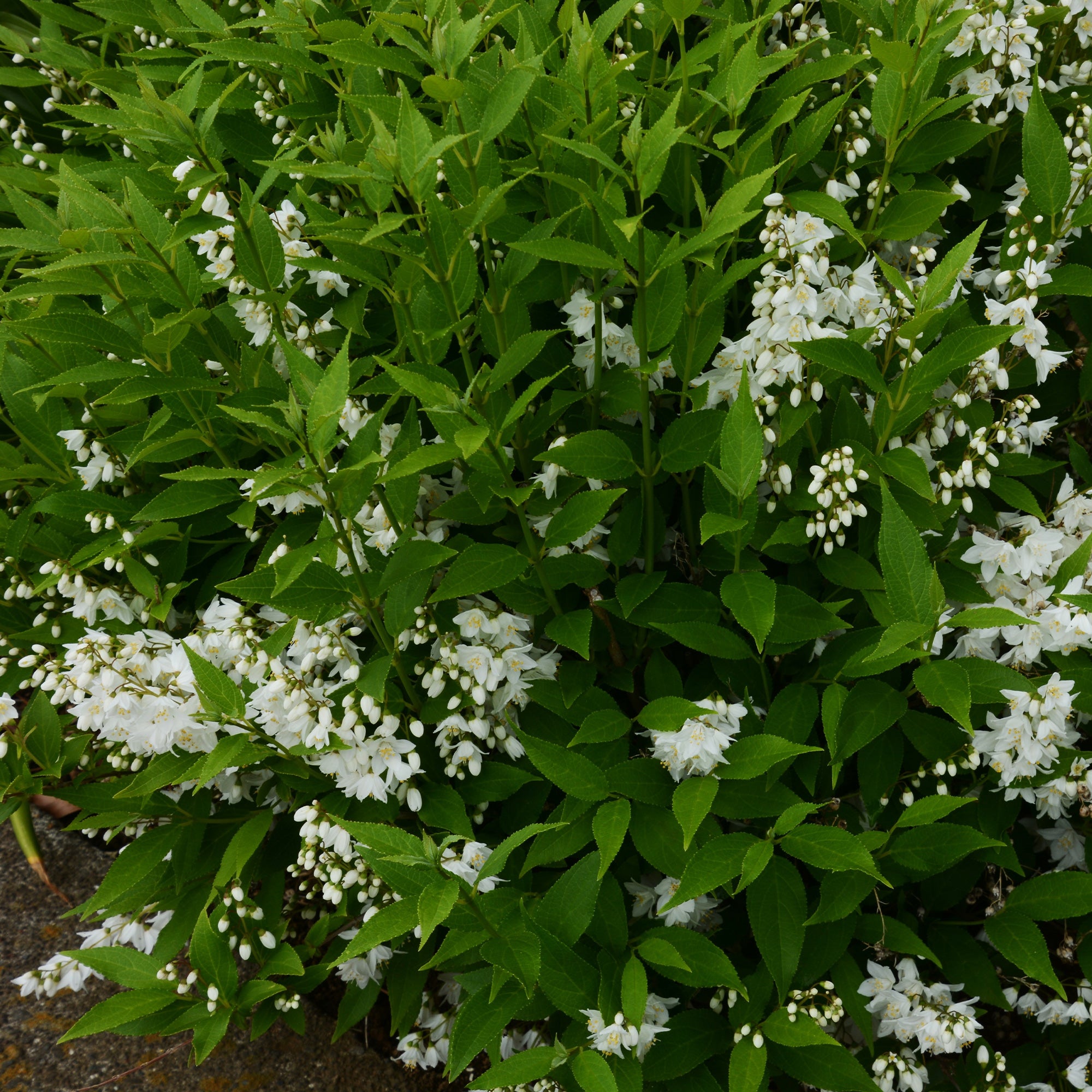 Bakker Deutzia pulchra arbuste pot Ø10,5cm fleurs blanches