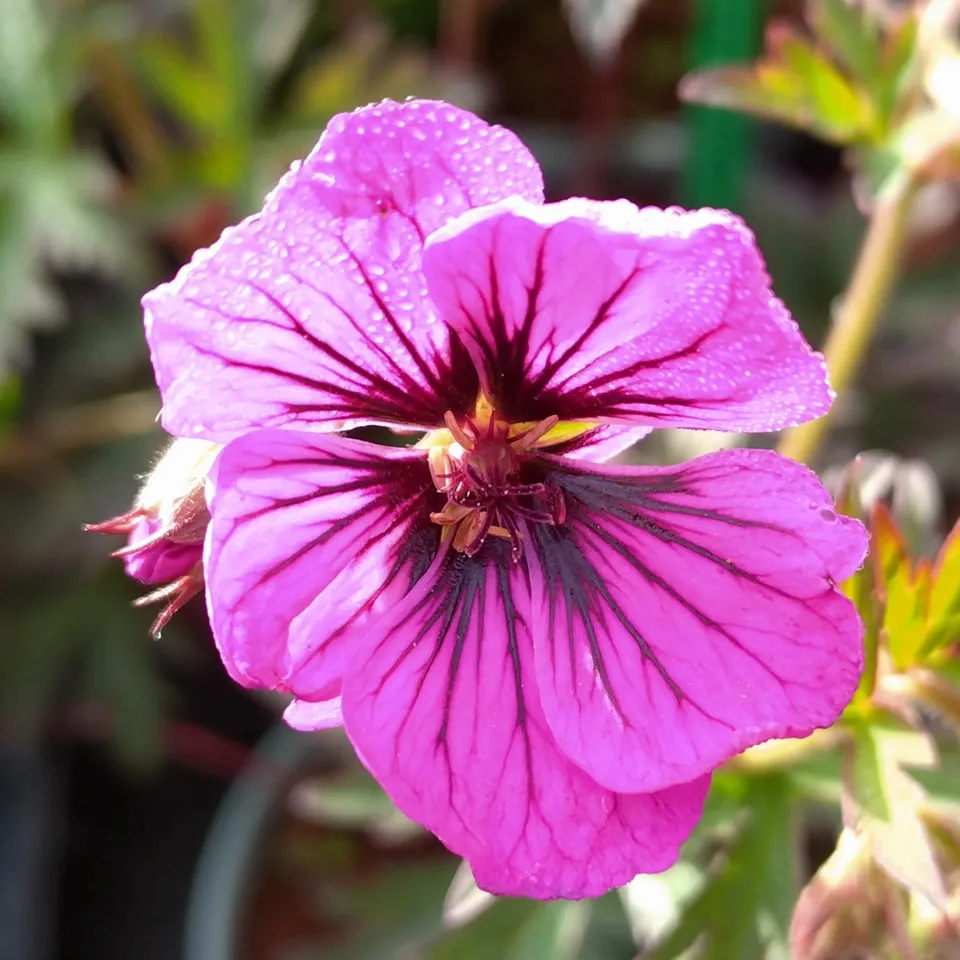 Passion Vivaces Geranium Dark Eyes plante pot 1L rose magenta