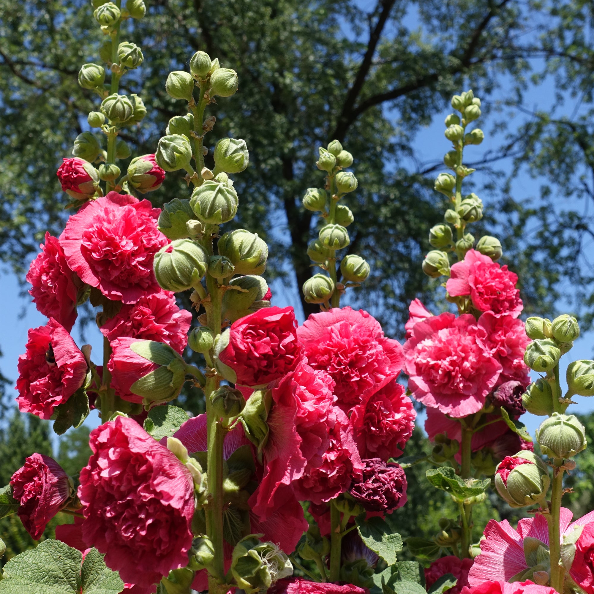 Bakker Rose trémière double Rouge vivace pot 8cm