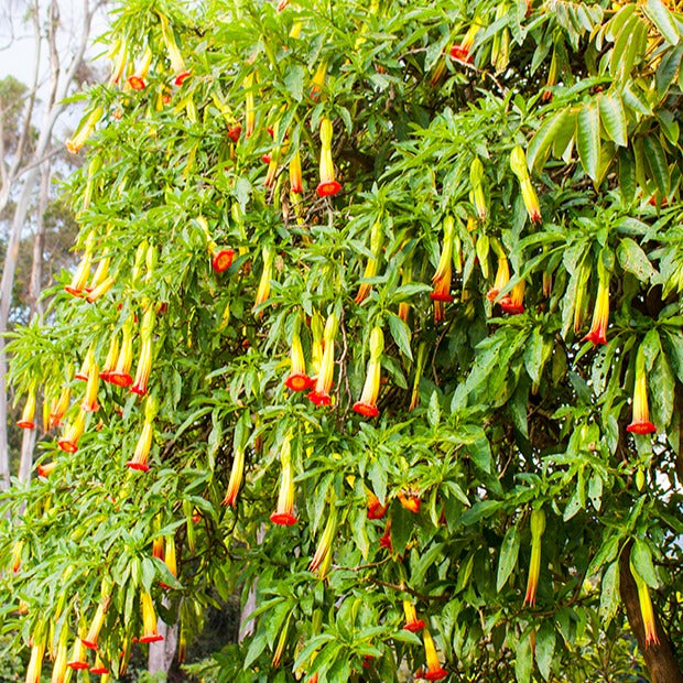 Bakker Brugmansia Rouge et Or Trompette des Anges Pot 9cm