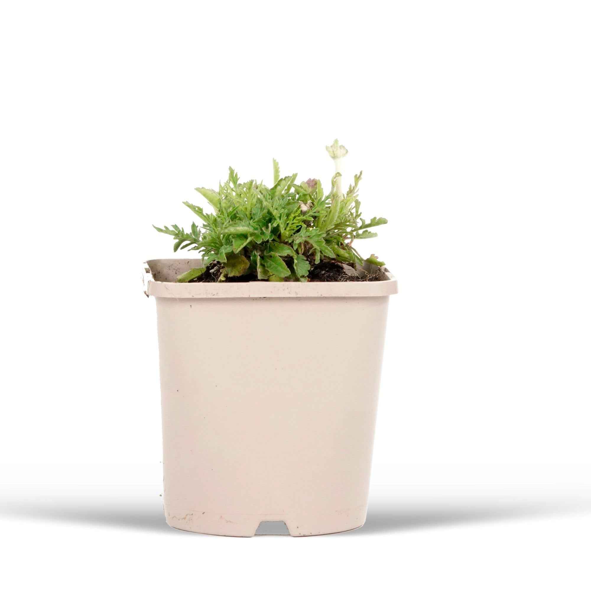 Bakker Scabieuse Pink Mist vivace pot 9cm rose mellifère