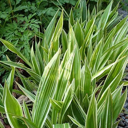Passion Vivaces Carex siderosticha Variegata laîche godet panachée