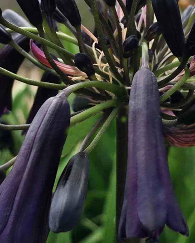 Bakker Agapanthe Black Magic plante vivace pot 9cm floraison sombre