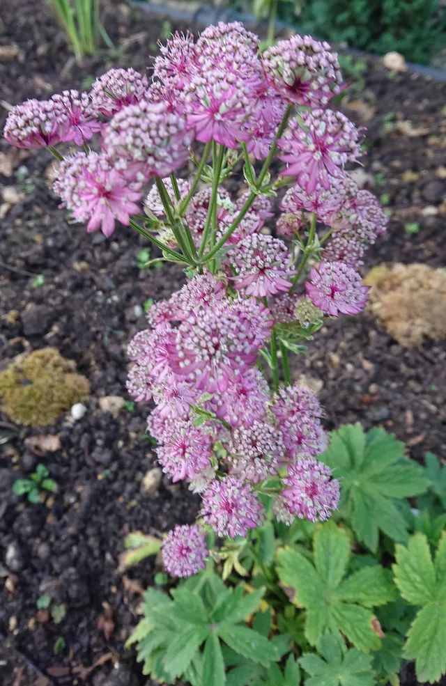 Passion Vivaces Astrantia major Rosensinfonie astrance rose godet