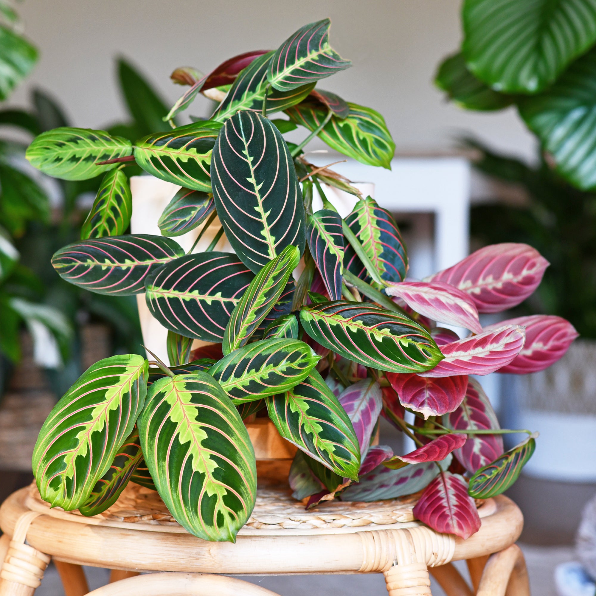 Bakker Plantes d'intérieur Maranta leuconeura fascinator pot 12cm