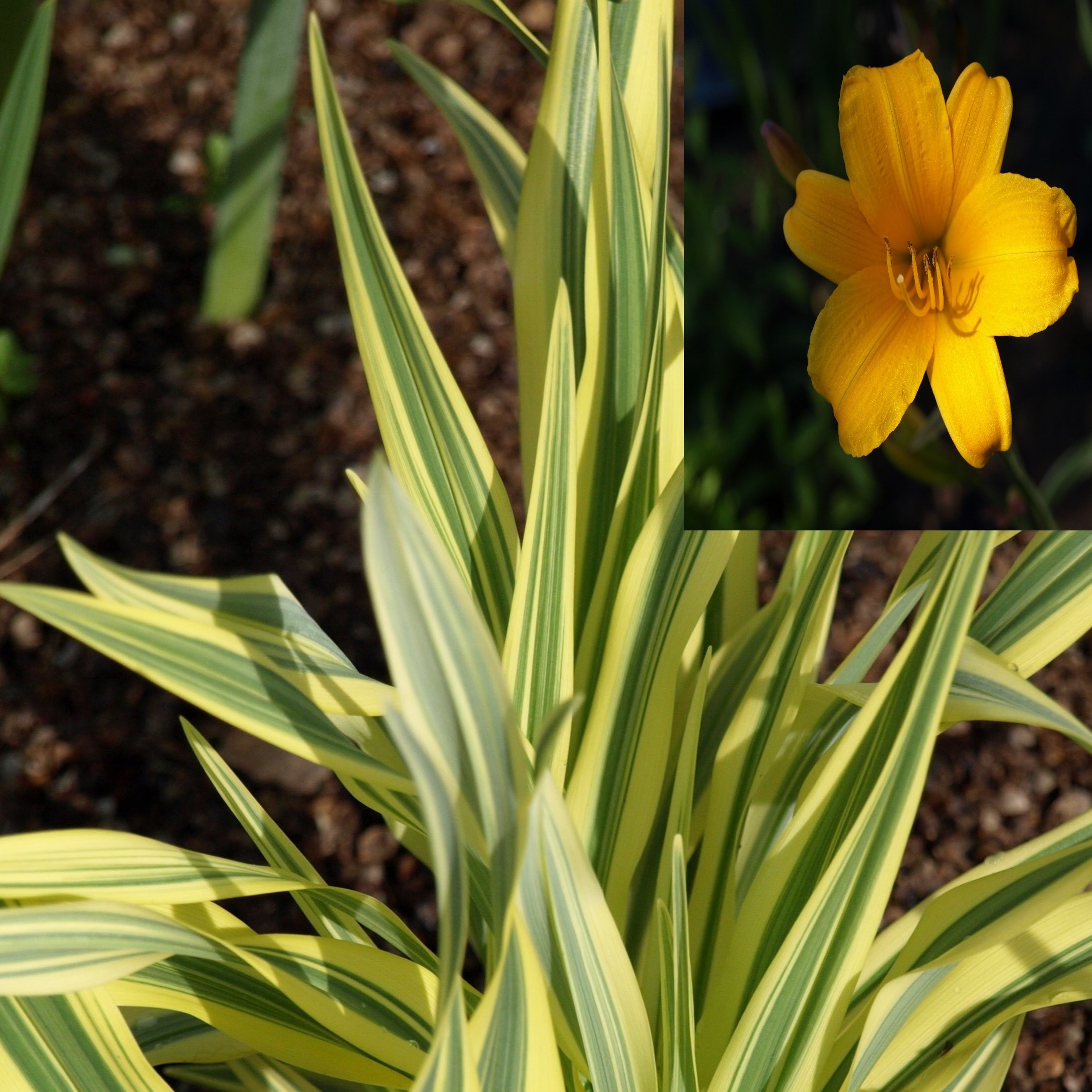 Passion Vivaces Hemerocallis 'Golden Zebra' hémérocalle pot 1L
