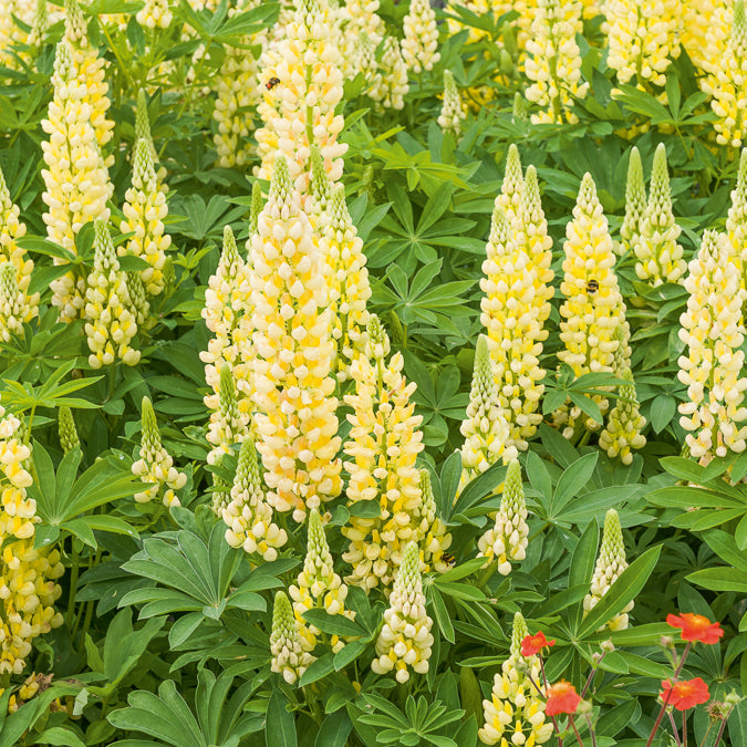Bakker Lupin Gallery Yellow vivace pot 9cm jaune nain