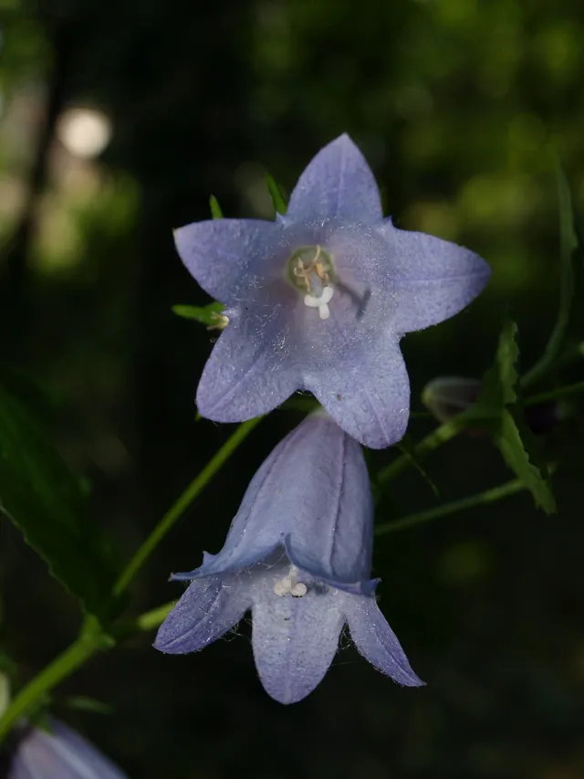 Passion Vivaces Campanula burghaltii campanule vivace godet bleue