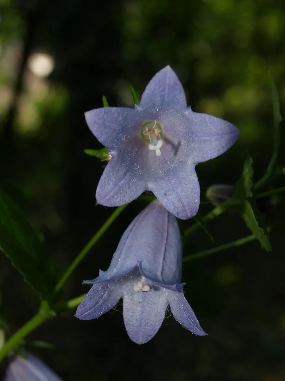 Passion Vivaces Campanula burghaltii campanule vivace godet bleue
