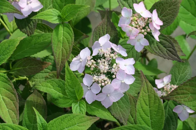 Les Hortensias du Haut Bois Diadem hortensia serrata dentelé