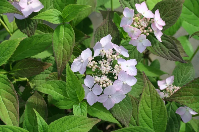 Les Hortensias du Haut Bois Diadem hortensia serrata dentelé