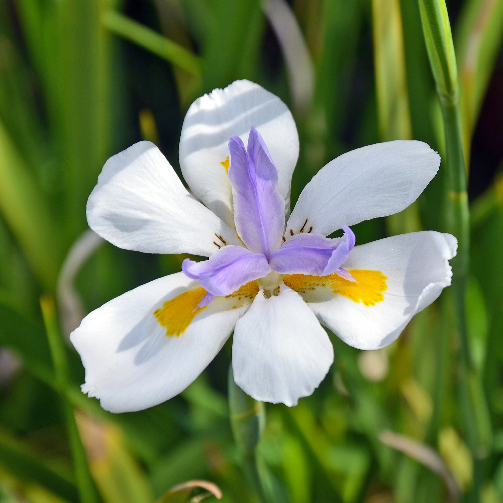 Bakker Dietes grandes fleurs vivace pot Ø9cm blanc