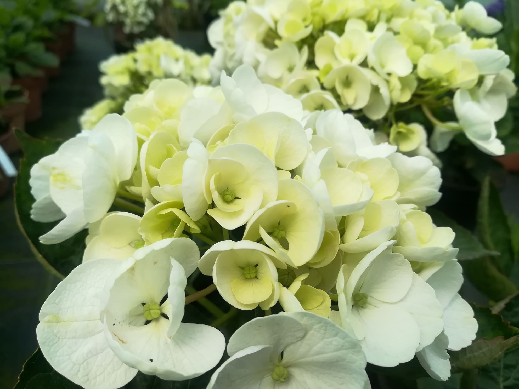 Les Hortensias du Haut Bois Holibel hortensia fleurs rondes blanc